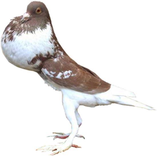 English Pouter Pigeon
